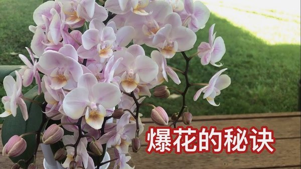 花呗怎么才能恢复使用?