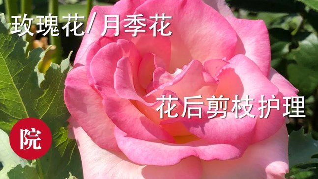 花呗怎么才能恢复使用?