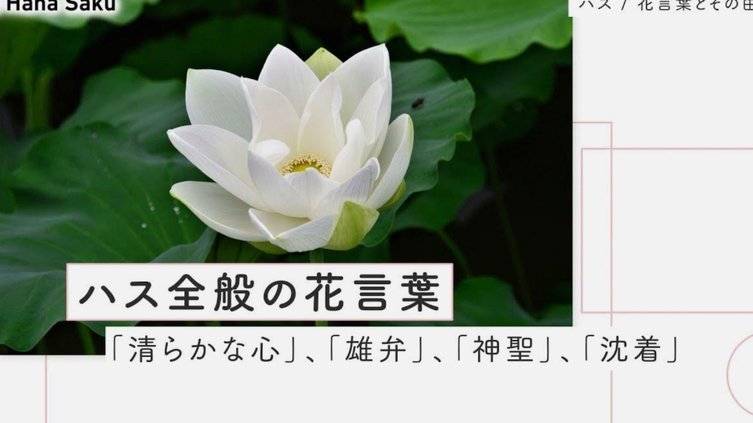 有什么套花呗的软件吗