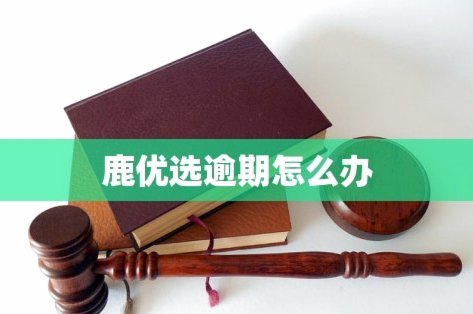 鹿优选：从六期到十二期，深度能力构建