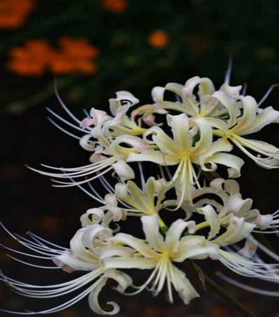 自己套花呗