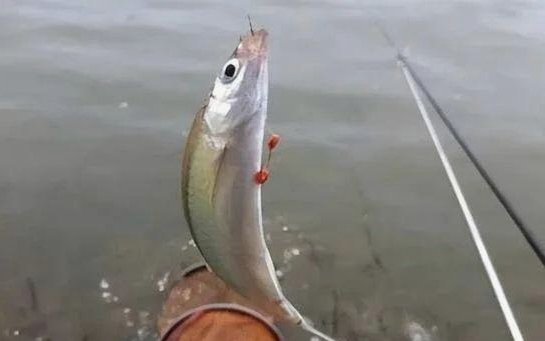 浮在水面的白条钓技解析
