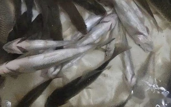 浮在水面的白条怎么钓