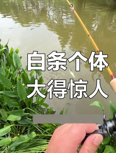立秋后巧钓白条秘籍